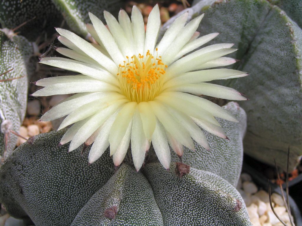 Astrophytum myriostigma